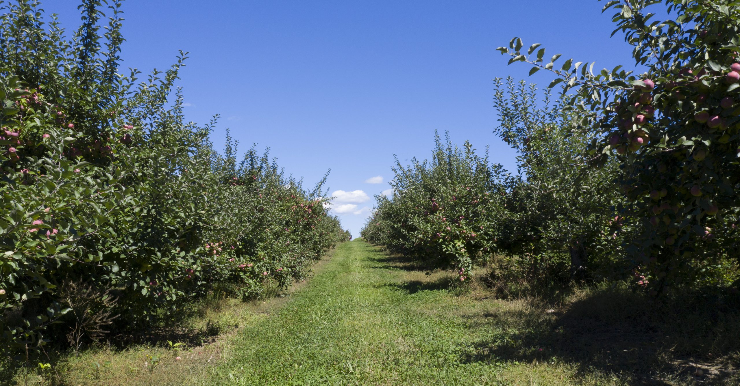 Apple-Ridge-Orchards01-scaled-e1616958438280