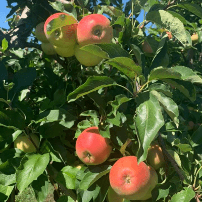close up apples in apple tree