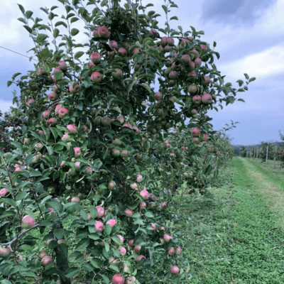 apple tree in apple orchard