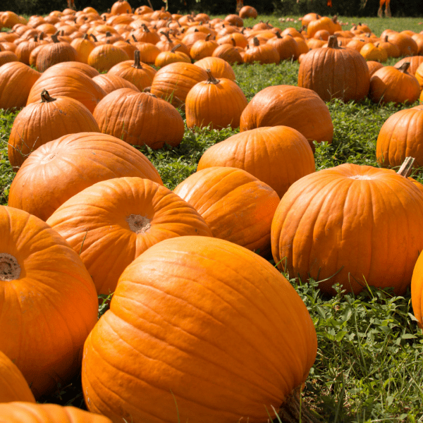 rows of pumpkins in pumpkin patch
