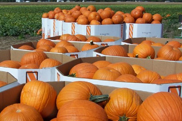 pumpkins in boxes